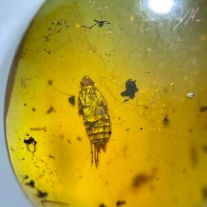 Cicada Nymph ，Burmese amber, 100% natural amber, insect amber