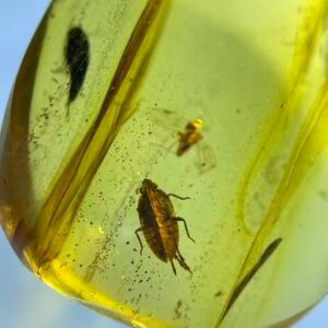 Cicada Nymph  and Burmacompsocus，Burmese amber, 100% natural amber, insect amber