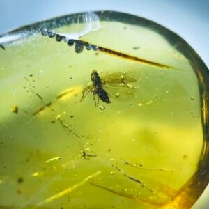Cicadidae and Trombidiidae ,Burmese amber, 100% natural amber, insect amber