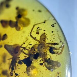 Clubionidae,Burmese amber, 100% natural amber, insect amber