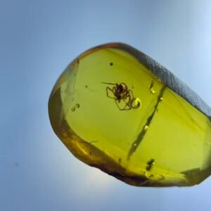Clubionidae ,Burmese amber, 100% natural amber, insect amber