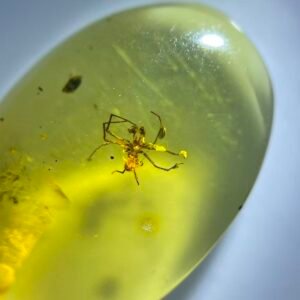 Clubionidae，Burmese amber, 100% natural amber, insect amber