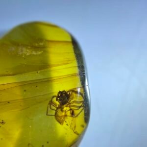 Clubionidae，Burmese amber, 100% natural amber, insect amber