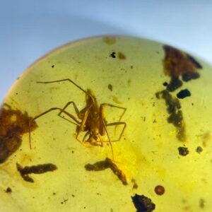 Clubionidae,Burmese amber, 100% natural amber, insect amber