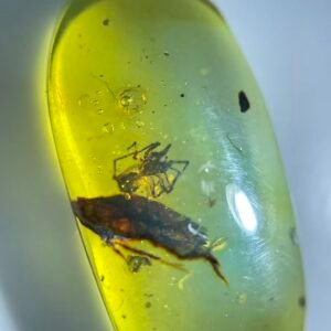 Clubionidae ,Burmese amber, 100% natural amber, insect amber