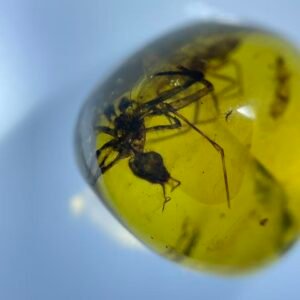 Clubionidae,Burmese amber, 100% natural amber, insect amber