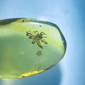Clubionidae，Burmese amber, 100% natural amber, insect amber