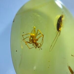 Clubionidae and  Carabidae，Burmese amber, 100% natural amber, insect amber
