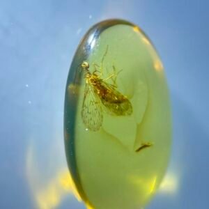 Dipteromantispidae ，Burmese amber, 100% natural amber, insect amber