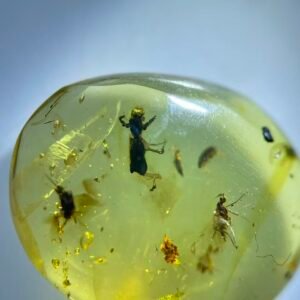 Dung beetle and Sciaridae ,Burmese amber, 100% natural amber, insect amber