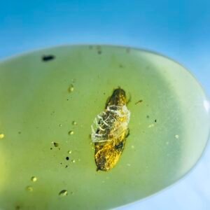 Elateridae ，Burmese amber, 100% natural amber, insect amber