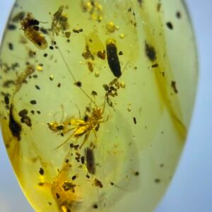 Ensifera，Burmese amber, 100% natural amber, insect amber