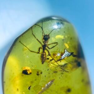 Formicidae，Burmese amber, 100% natural amber, insect amber