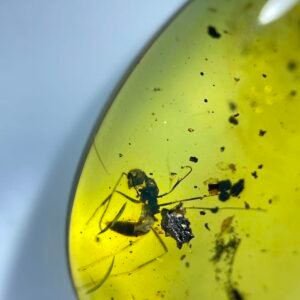 Formicidae,Burmese amber, 100% natural amber, insect amber