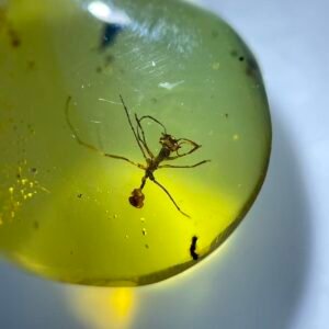 Formicidae,Burmese amber, 100% natural amber, insect amber