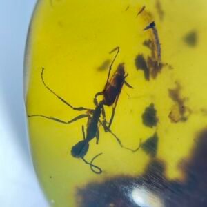 Formicidae,Burmese amber, 100% natural amber, insect amber