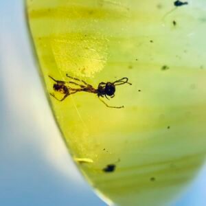 Formicidae ,Burmese amber, 100% natural amber, insect amber