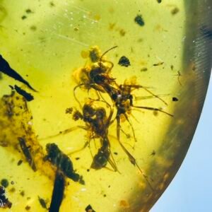 Formicidae ，Burmese amber, 100% natural amber, insect amber