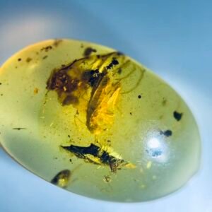 Grylloidea，Burmese amber, 100% natural amber, insect amber