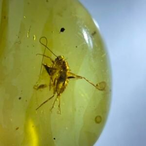Grylloidea，Burmese amber, 100% natural amber, insect amber