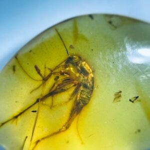 Grylloidea ，Burmese amber, 100% natural amber, insect amber