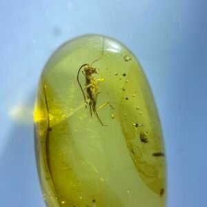 Grylloidea，Burmese amber, 100% natural amber, insect amber