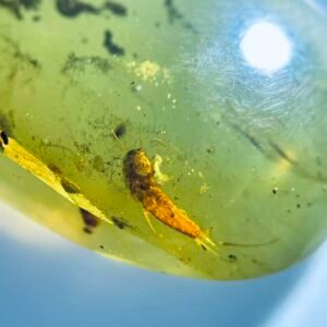 Lepismatidae, Burmese amber, 100% natural amber, insect amber