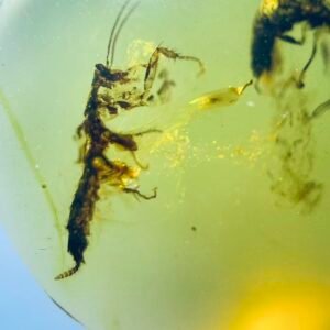 Mantodea，Burmese amber, 100% natural amber, insect amber