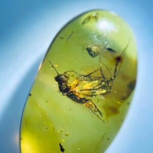 Mantophasmatidae ，Burmese amber, 100% natural amber, insect amber