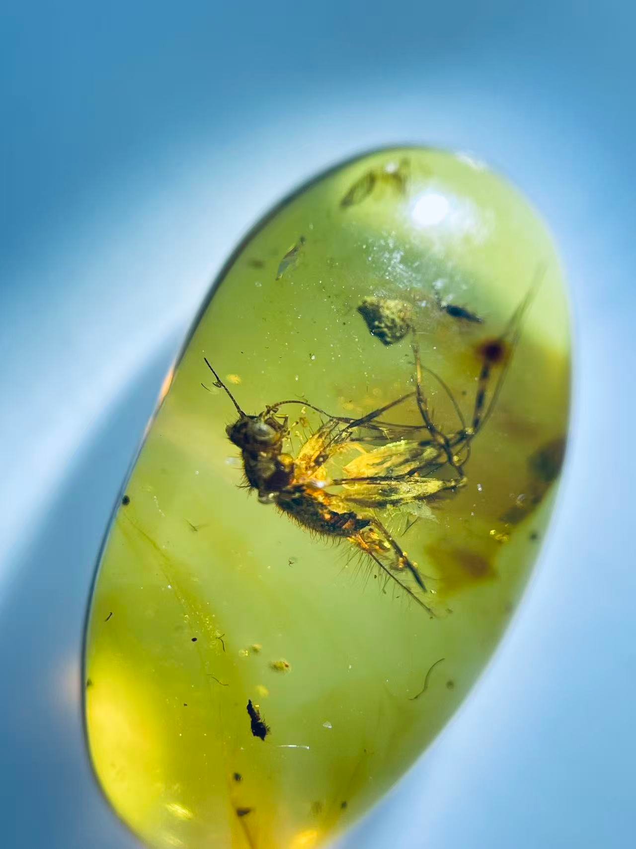 Mantophasmatidae ,Burmese amber, 100% natural amber, insect amber