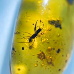 Mantophasmatidae ，Burmese amber, 100% natural amber, insect amber