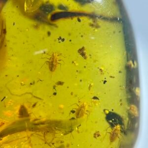 Monophblebidae，Burmese amber, 100% natural amber, insect amber