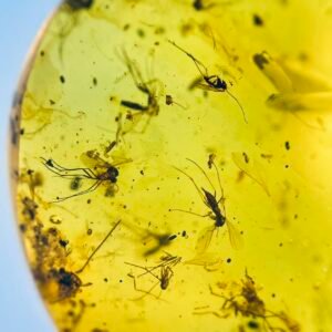 Mosquito breeding ground ,Burmese amber, 100% natural amber, insect amber