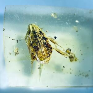 Mottled Cockroach ，Burmese amber, 100% natural amber, insect amber