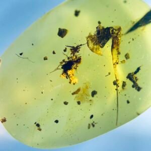 Myrmeleontoidea( mantisfly )and Lepismatidae,Burmese amber, 100% natural amber, insect amber