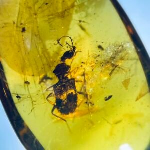 Ommatidae，Burmese amber, 100% natural amber, insect amber