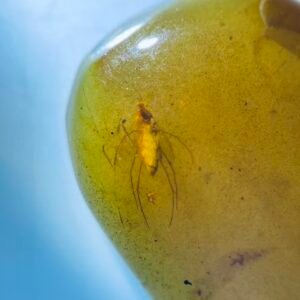 Oviposition of mosquitoes ，Burmese amber, 100% natural amber, insect amber