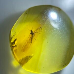 Panorpa rostrata,Burmese amber, 100% natural amber, insect amber