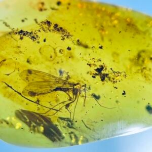 Panorpa rostrata，Burmese amber, 100% natural amber, insect amber