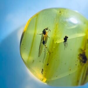 Panorpa rostrata，Burmese amber, 100% natural amber, insect amber