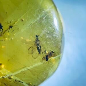 Panorpa rostrata and Culicidae ，Burmese amber, 100% natural amber, insect amber