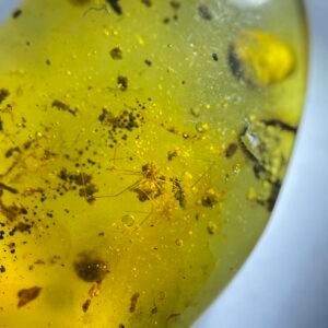 Pholcidae,Burmese amber, 100% natural amber, insect amber