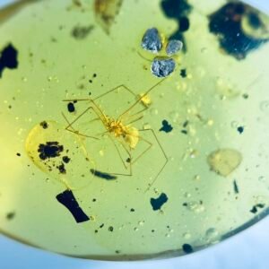 Pholcidae，Burmese amber, 100% natural amber, insect amber