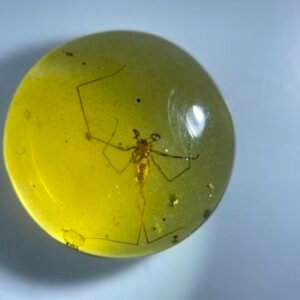 Pholcidae ，Burmese amber, 100% natural amber, insect amber