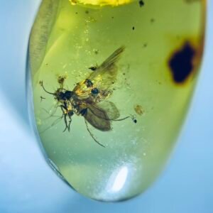 Phryganeoidea  ，Burmese amber, 100% natural amber, insect amber