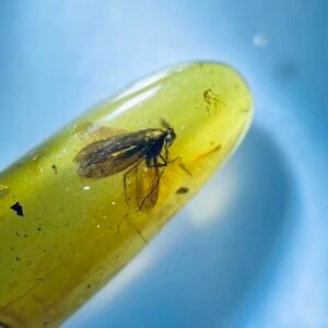 Phryganeoidea ,Burmese amber, 100% natural amber, insect amber