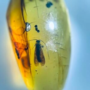 Phryganeoidea ，Burmese amber, 100% natural amber, insect amber