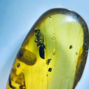 Platygasteridae ，Burmese amber, 100% natural amber, insect amber