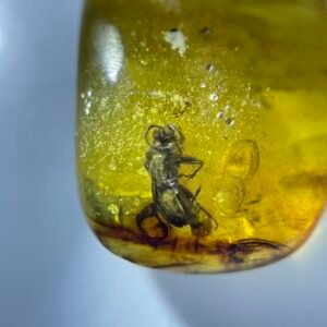 Platygasteridae ，Burmese amber, 100% natural amber, insect amber