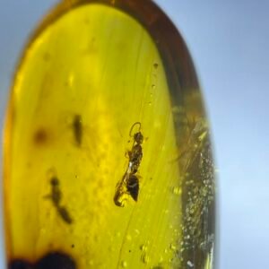 Platygasteridae ，Burmese amber, 100% natural amber, insect amber